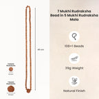 7 Mukhi Rudraksha bead in 5 Mukhi Rudraksha Mala