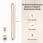 10 Mukhi Rudraksha bead in 5 Mukhi Rudraksha Mala