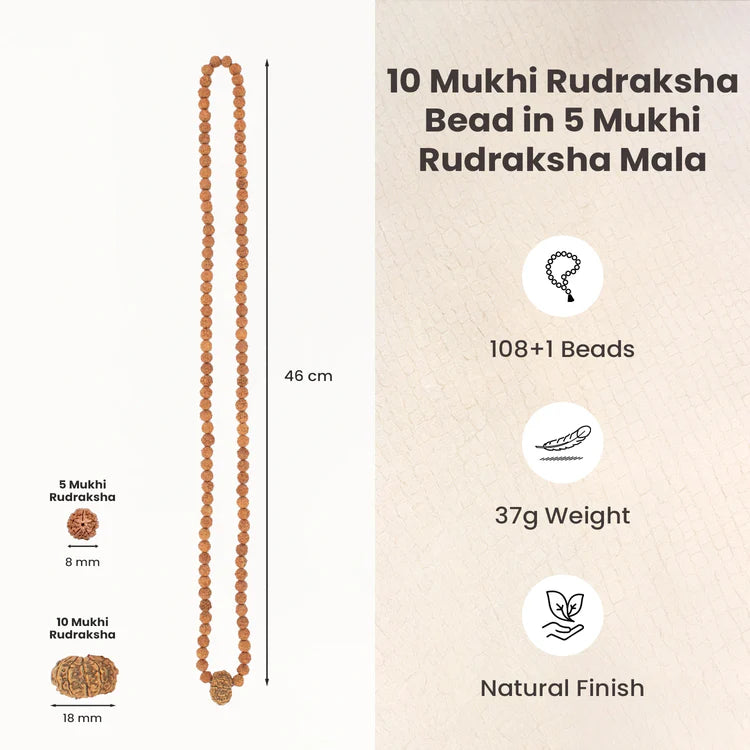 10 Mukhi Rudraksha bead in 5 Mukhi Rudraksha Mala