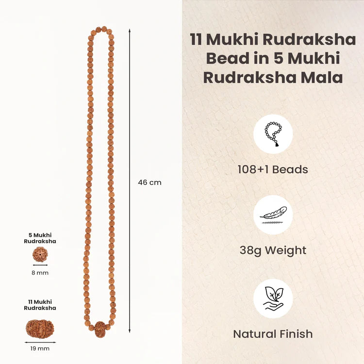 11 Mukhi Rudraksha bead in 5 Mukhi Rudraksha Mala