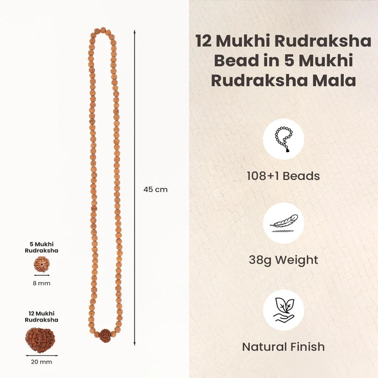 12 Mukhi Rudraksha bead in 5 Mukhi Rudraksha Mala