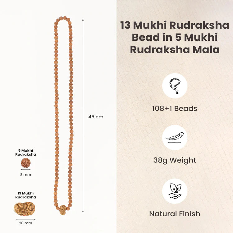 13 Mukhi Rudraksha bead in 5 Mukhi Rudraksha Mala