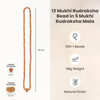 13 Mukhi Rudraksha bead in 5 Mukhi Rudraksha Mala