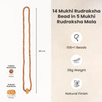 14 Mukhi Rudraksha bead in 5 Mukhi Rudraksha Mala