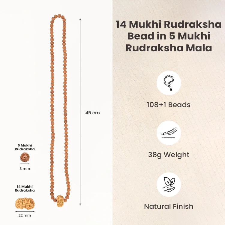 14 Mukhi Rudraksha bead in 5 Mukhi Rudraksha Mala