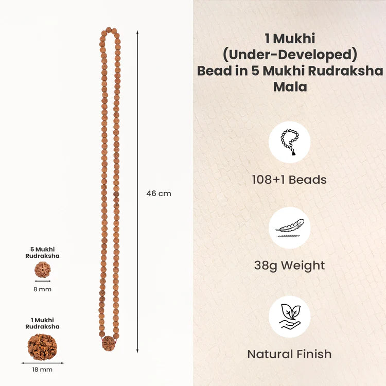 1 Mukhi (Under-Developed) Rudraksha Bead in 5 Mukhi Rudraksha Mala