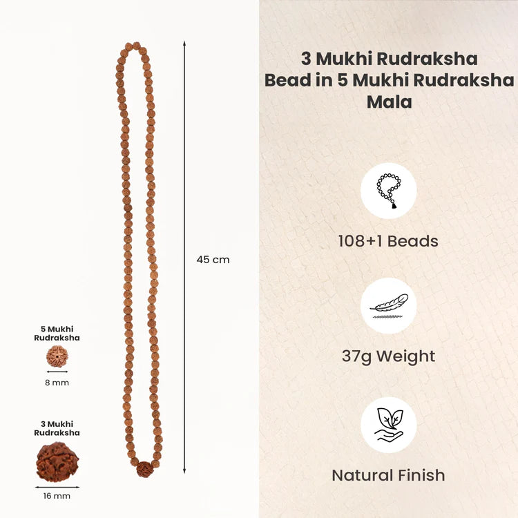 3 Mukhi Rudraksha Bead in 5 Mukhi Rudraksha Mala