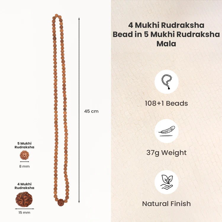 4 Mukhi Rudraksha bead in 5 Mukhi Rudraksha Mala