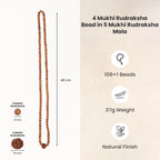 4 Mukhi Rudraksha bead in 5 Mukhi Rudraksha Mala