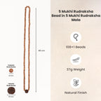 5 Mukhi Rudraksha bead in 5 Mukhi Rudraksha Mala