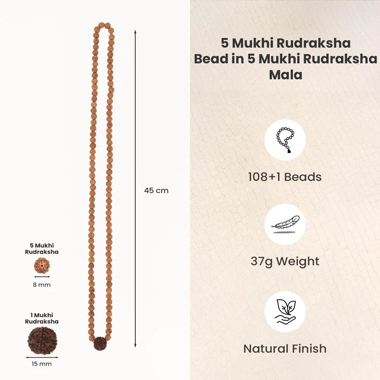 5 Mukhi Rudraksha bead in 5 Mukhi Rudraksha Mala