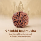 Nepal Origin 5 Mukhi Rudraksha - 17mm to 22mm