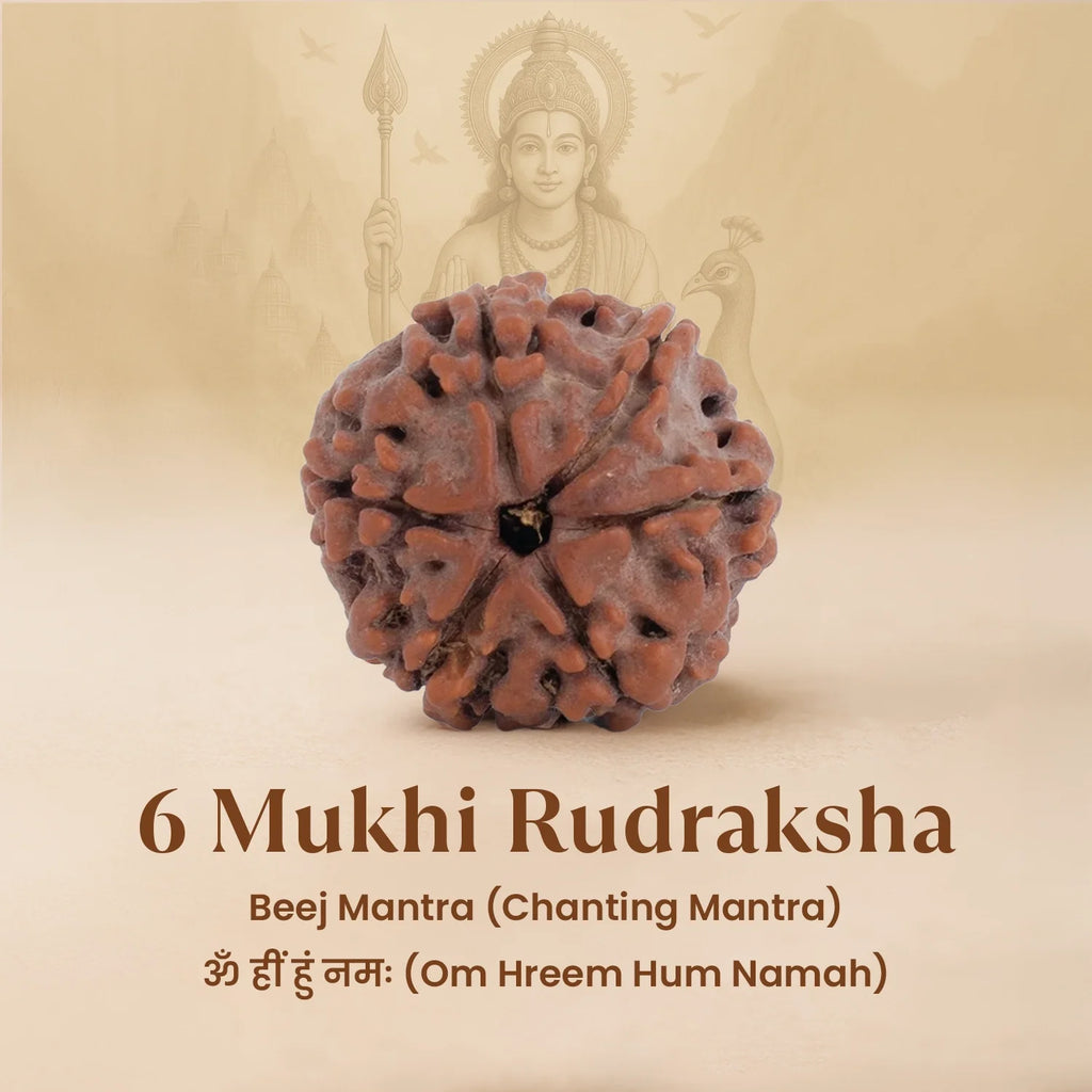 Nepal Origin 6 Mukhi Rudraksha - 17mm to 22mm