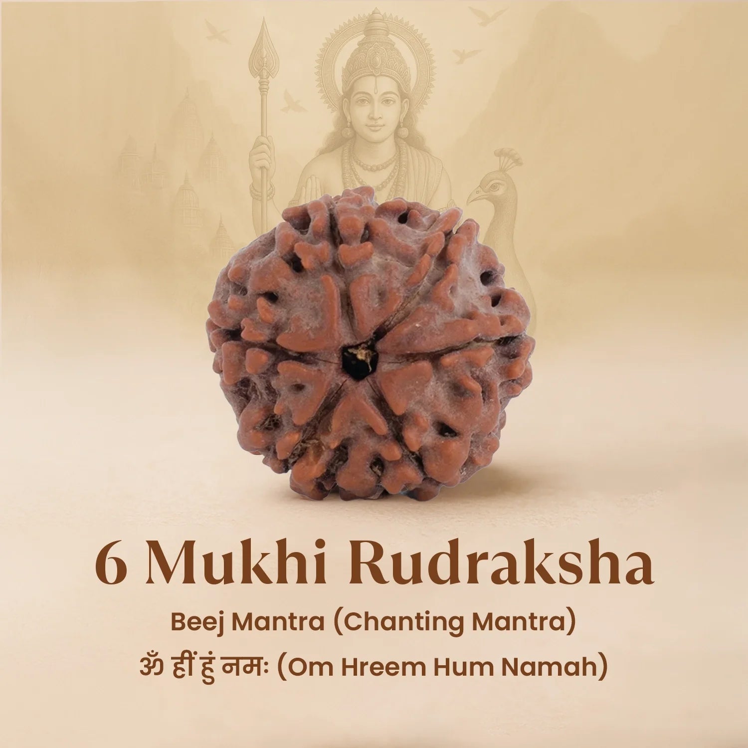 Nepal Origin 6 Mukhi Rudraksha - 17mm to 22mm