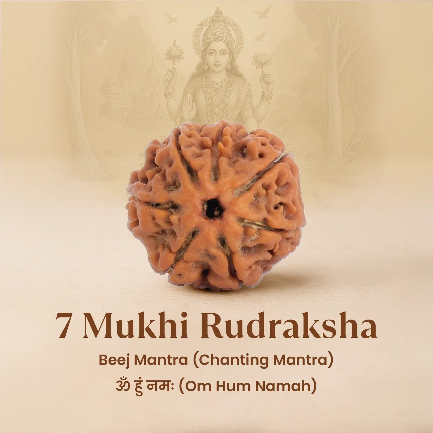 Nepal Origin 7 Mukhi Rudraksha - 17mm to 22mm