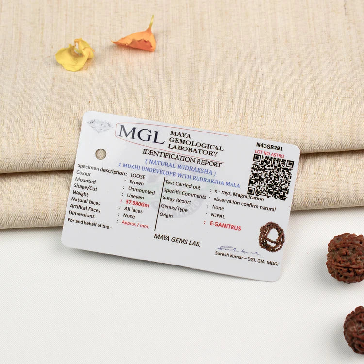 1 Mukhi (Under-Developed) Rudraksha Bead in 5 Mukhi Rudraksha Mala