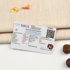 4 Mukhi Rudraksha bead in 5 Mukhi Rudraksha Mala