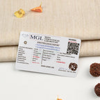 5 Mukhi Rudraksha bead in 5 Mukhi Rudraksha Mala