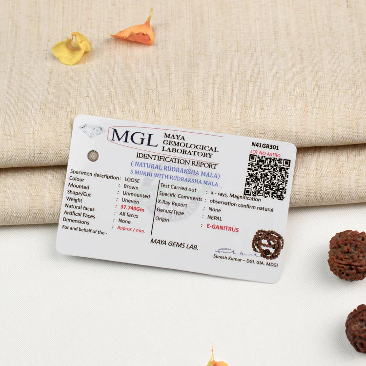 5 Mukhi Rudraksha bead in 5 Mukhi Rudraksha Mala