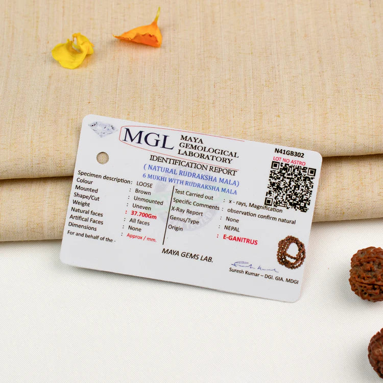 6 Mukhi Rudraksha bead in 5 Mukhi Rudraksha Mala
