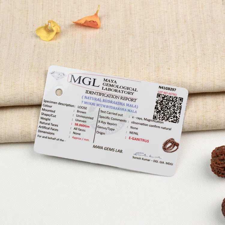 7 Mukhi Rudraksha bead in 5 Mukhi Rudraksha Mala