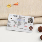 8 Mukhi Rudraksha Bead in 5 Mukhi Rudraksha Mala