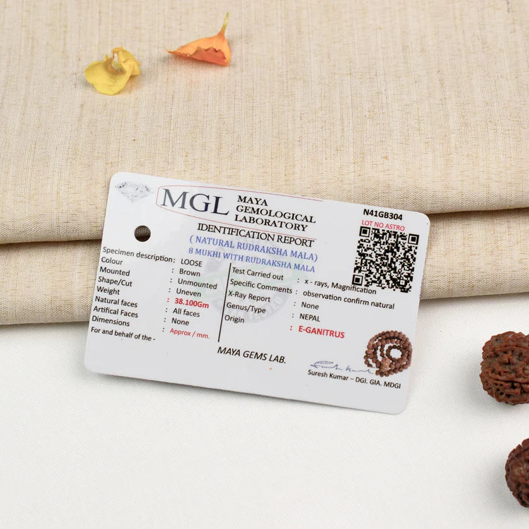 8 Mukhi Rudraksha Bead in 5 Mukhi Rudraksha Mala