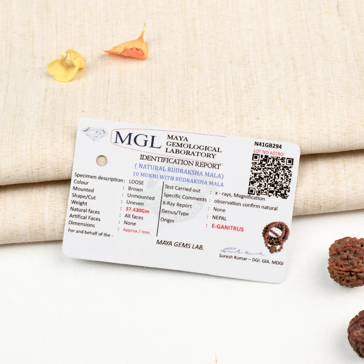 10 Mukhi Rudraksha bead in 5 Mukhi Rudraksha Mala