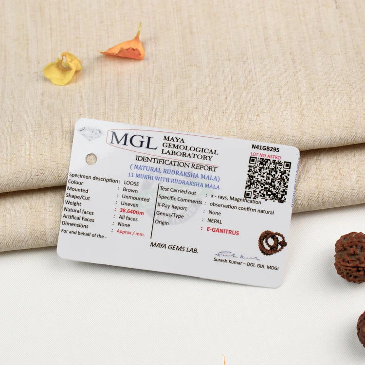 11 Mukhi Rudraksha bead in 5 Mukhi Rudraksha Mala