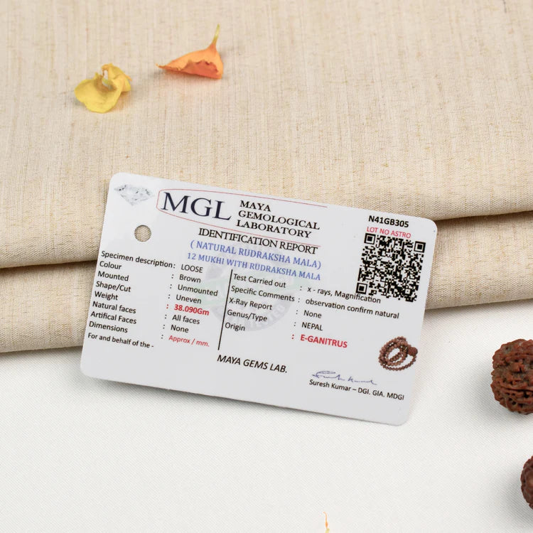 12 Mukhi Rudraksha bead in 5 Mukhi Rudraksha Mala