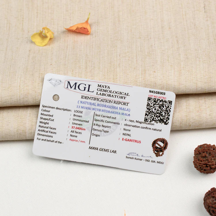 13 Mukhi Rudraksha bead in 5 Mukhi Rudraksha Mala