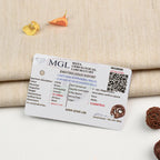 14 Mukhi Rudraksha bead in 5 Mukhi Rudraksha Mala