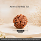 Collector's Edition 5 Mukhi Rudraksha (Nepali Origin)