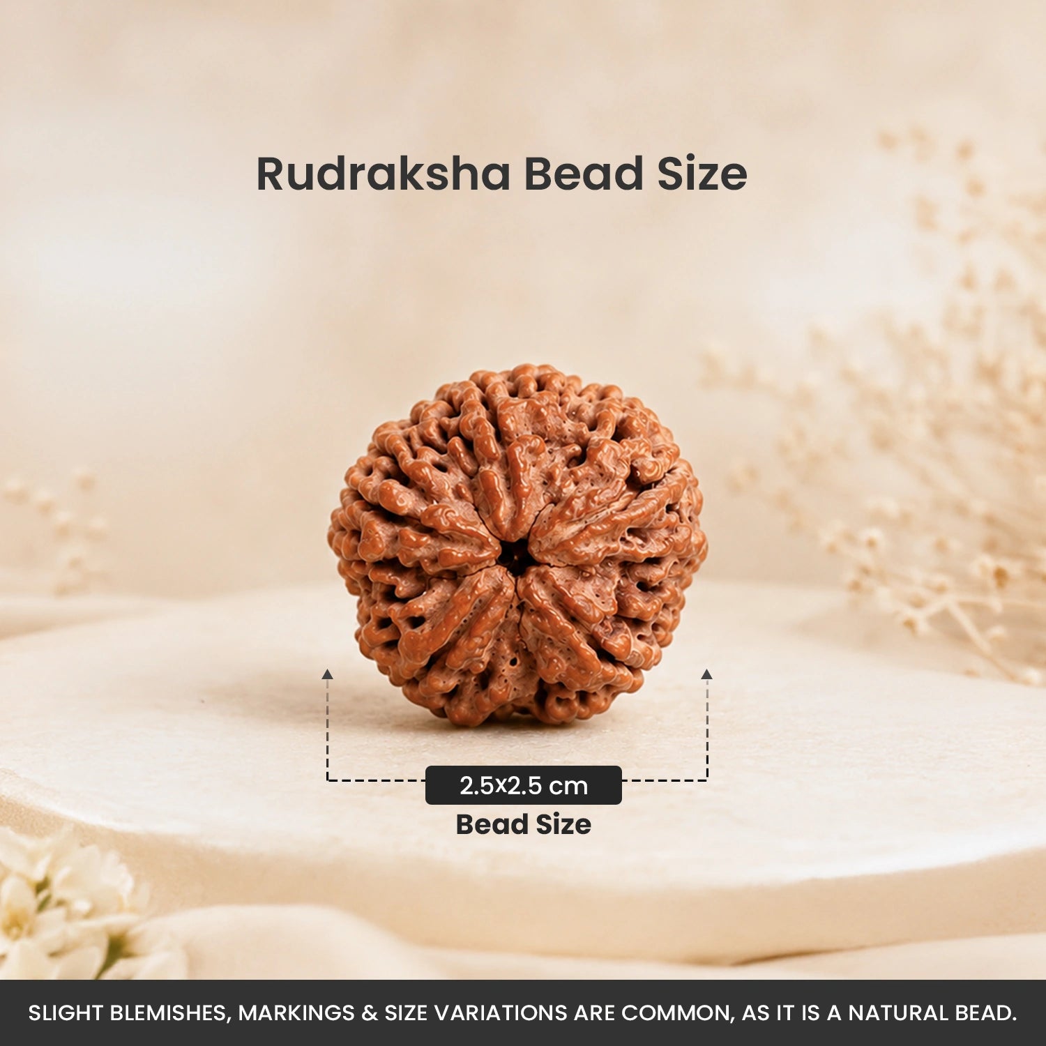 Collector's Edition 5 Mukhi Rudraksha (Nepali Origin)
