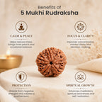 Collector's Edition 5 Mukhi Rudraksha (Nepali Origin)
