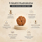 Collector's Edition 5 Mukhi Rudraksha (Nepali Origin)