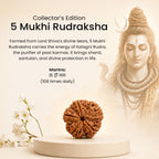 Collector's Edition 5 Mukhi Rudraksha (Nepali Origin)