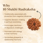 Nepal Origin 10 Mukhi Rudraksha - 17mm to 22mm