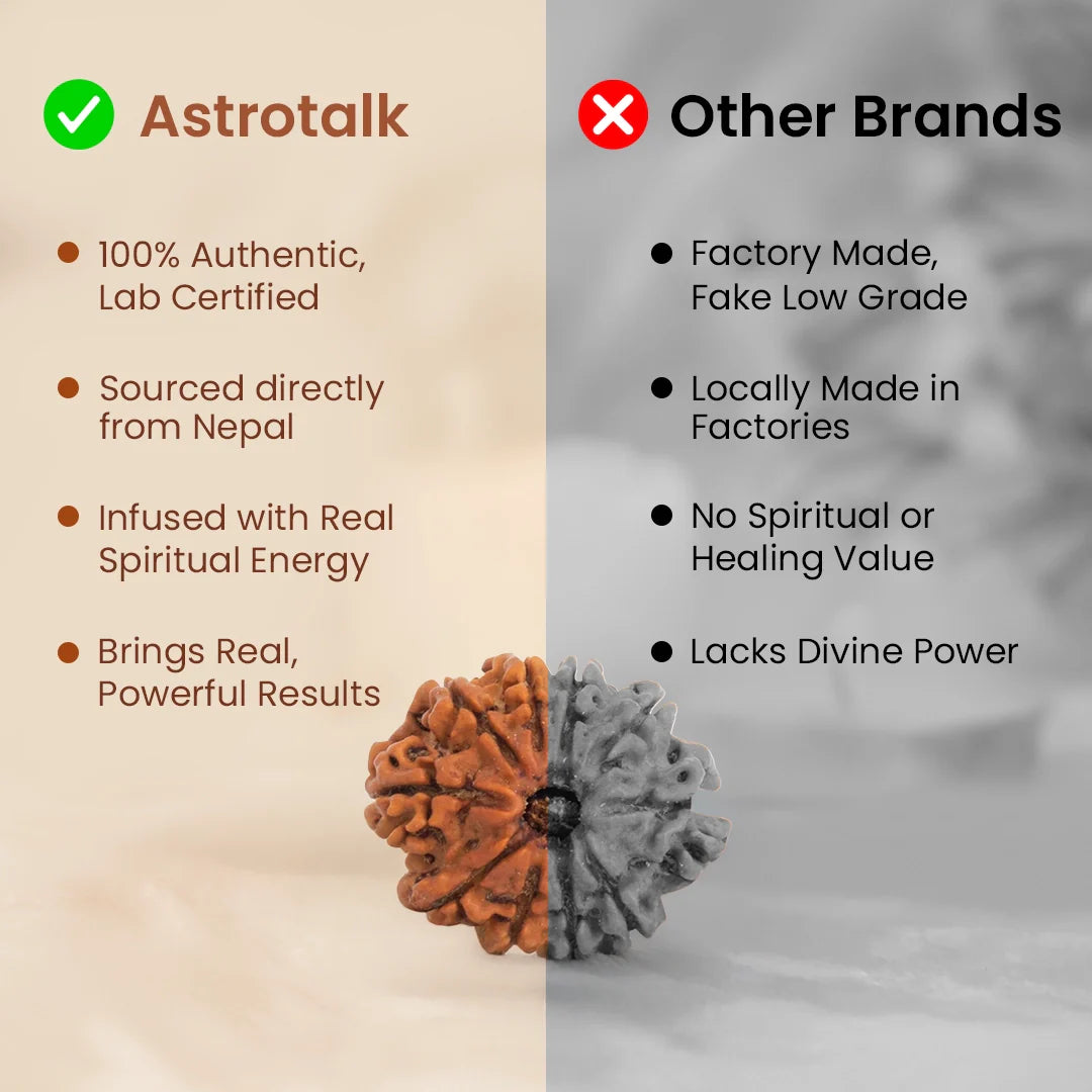 Nepal Origin 10 Mukhi Rudraksha - 17mm to 22mm