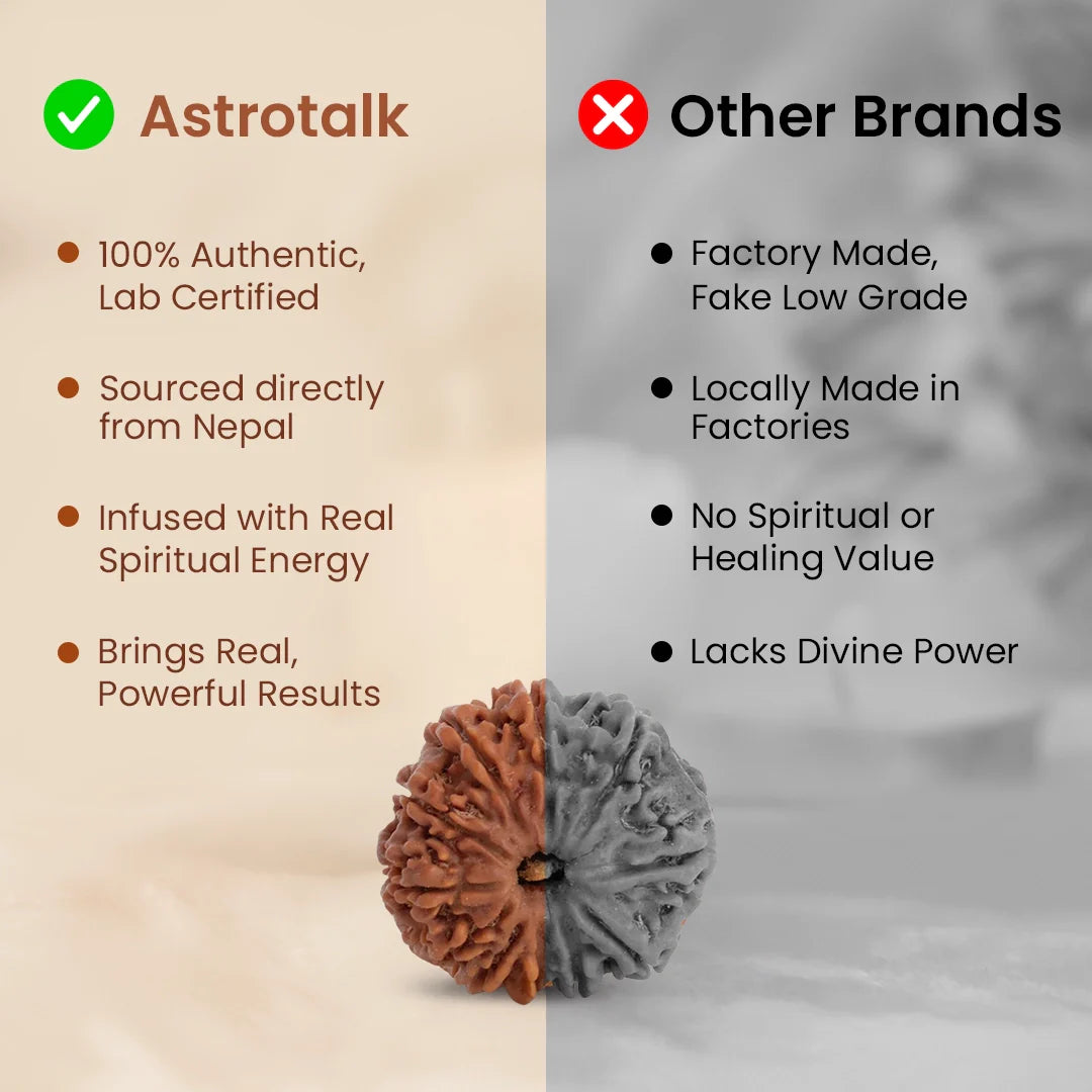 Nepal Origin 11 Mukhi Rudraksha - 17mm to 22mm