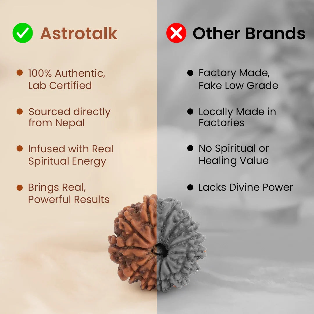 Nepal Origin 12 Mukhi Rudraksha - 17mm to 22mm