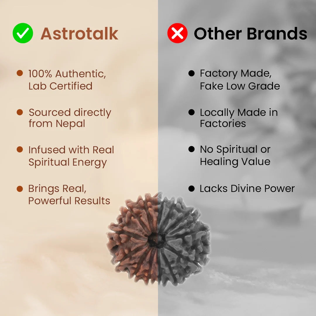 Nepal Origin 14 Mukhi Rudraksha - 17mm to 22mm