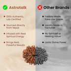 Nepal Origin 2 Mukhi Rudraksha - 17mm to 22mm