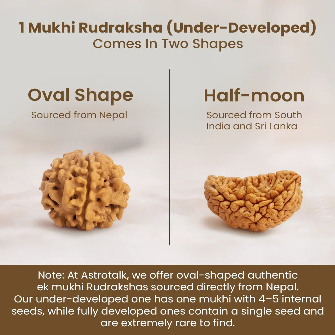 Nepal Origin 1 Mukhi Rudraksha - 17mm to 22mm