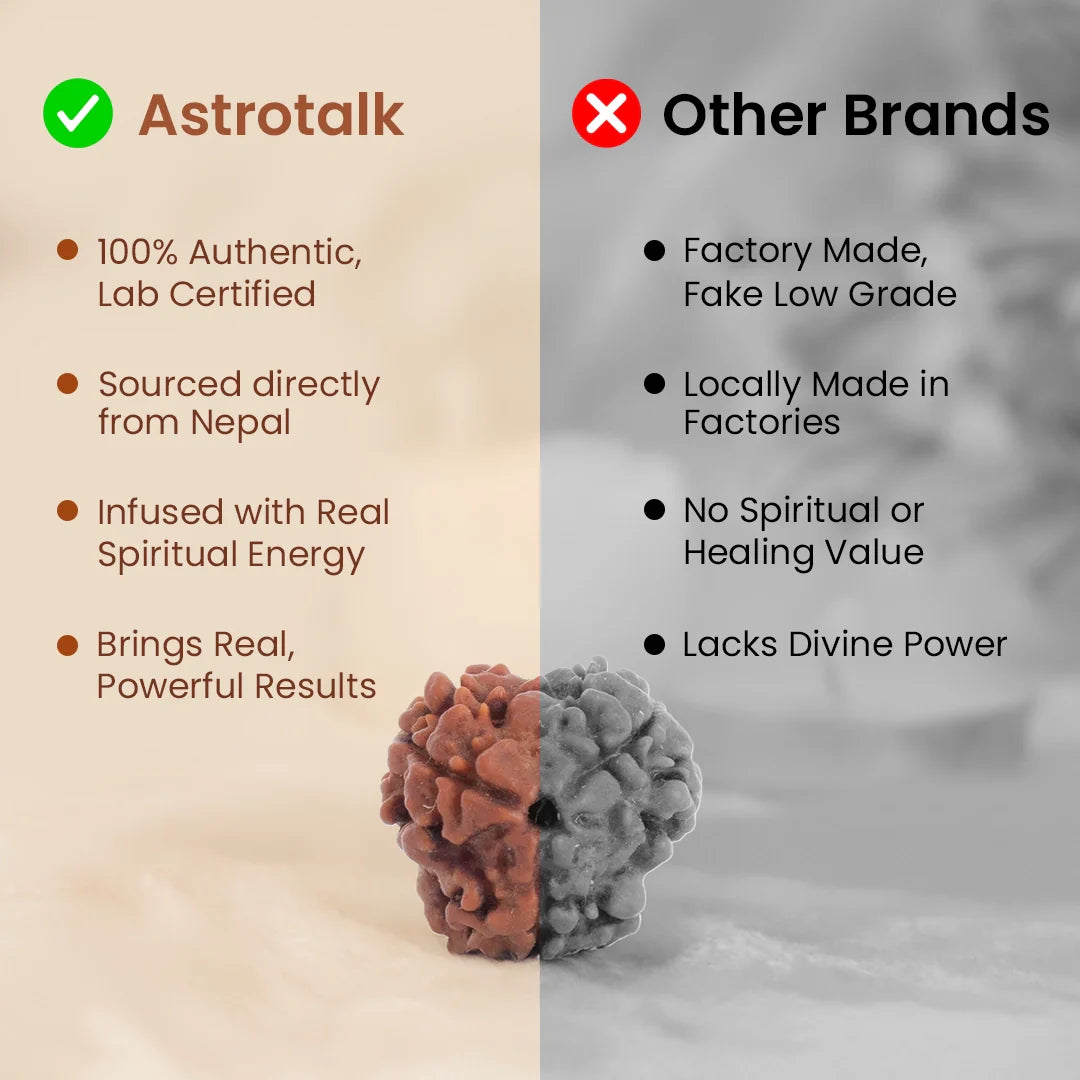 Nepal Origin 3 Mukhi Rudraksha - 17mm to 22mm