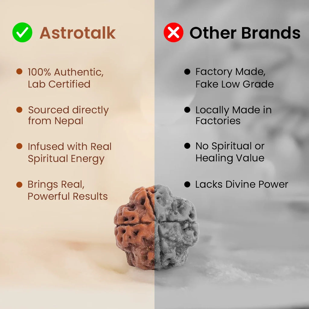 Nepal Origin 4 Mukhi Rudraksha - 17mm to 22mm