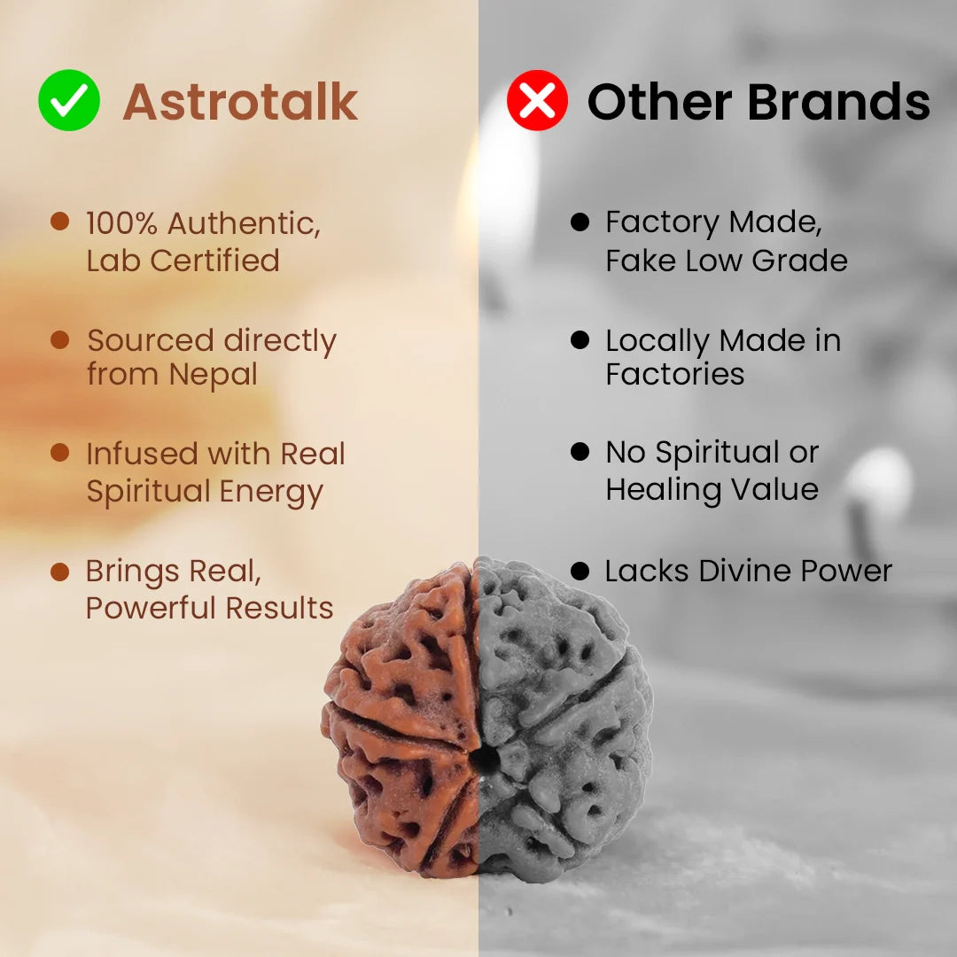 Nepal Origin 6 Mukhi Rudraksha - 17mm to 22mm