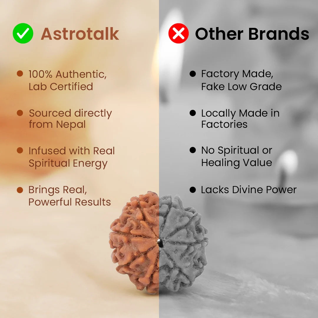 Nepal Origin 8 Mukhi Rudraksha - 17mm to 22mm