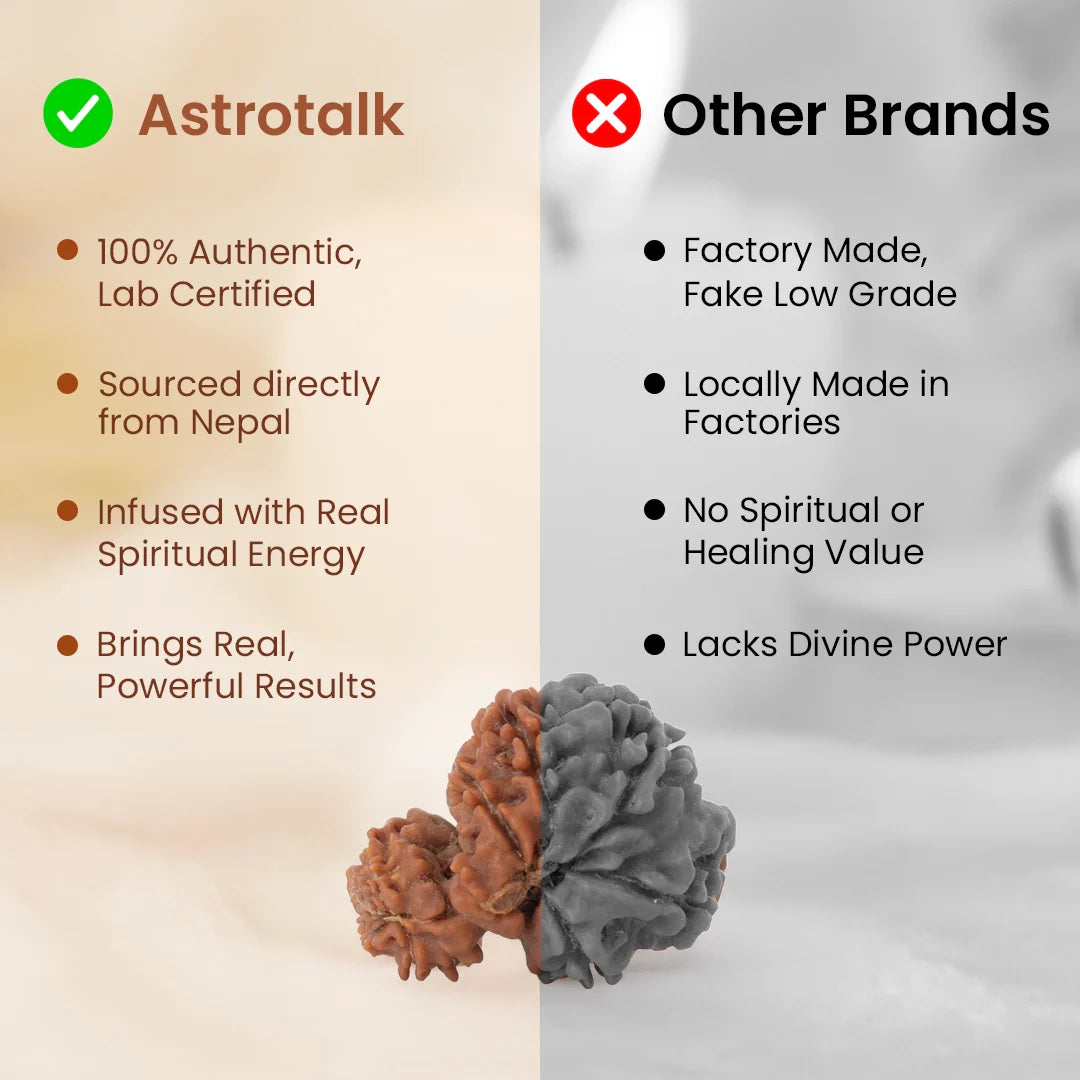 Nepal Origin Garbh Gauri Rudraksha -  17mm - 22mm