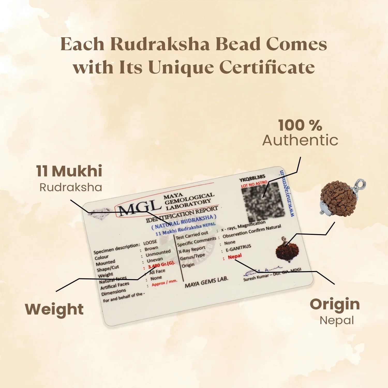 Nepal Origin 11 Mukhi Rudraksha - 17mm to 22mm